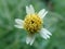 White petal flower macro