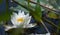 White petals of a floating Nymphaea alba water lily.