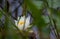 White petals of a floating Nymphaea alba water lily.