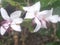 White petals of flower