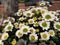 White petals flower with green and yellow center. White daisy blooming flower.