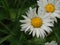 White petals of the flowering buds of chamomile