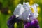 White petals of iris grow from purple sepals.