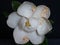 The white petals of a magnolia blossom against a black background