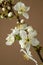 White petals, pistils and stamens of apple flowers on tree branch.