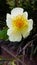 White pettle flower