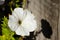 White Petunia against a wooden fence