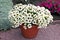 White Petunia with a beautiful pattern inside blooms in a pot in the garden