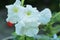 White Petunia blooms well in summer