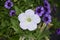 A white petunia flower growing in the garden with purple ones in the blurry background