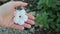 White petunia flower on the palm in the garden