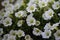 White petunia flowers in a balcony