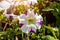 White petunia flowers with green leaves blossom in the garden in spring and summer season.