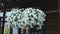 White petunia flowers on a house