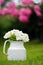 White Petunia Flowers in Pot Outdoors