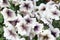 White petunia flowers with purple veining