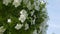 White petunia flowers on the summer garden