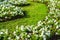 White petunia garden