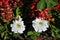 White petunia grandiflora and red salvia flower blooming glade, flower bed
