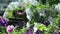 White petunia with green leaf branch hanging in garden natural sunshine background