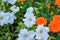 White petunia and orange marigold