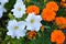White petunia and orange marigold