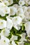 White petunia. Surfinia flower buds.