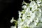 White petunia. Surfinia flower buds.