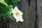 White petunias