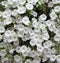 White Petunias