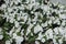 White petunias in the flowerbed in June