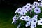 White petunias flowers