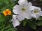 White petunias, white and yellow flowers