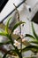 white Phalaenopsis equestris flowes blooming