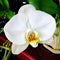 White phalaenopsis orchid bloom