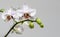 White phalaenopsis orchid flower on bright gray background. Beautiful branch of Orchid with purple drops flower Phalaenopsis `Radi