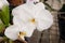 White phalaenopsis orchid  flower tropical bloom floral plant