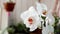 White phalaenopsis orchid flowers in a flower garden.