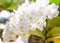 White Phalaenopsis orchid from Thailand orchids