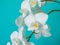 White phaleanopsis orchid on blue background