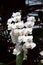 White phalenopsis orchid in bloom