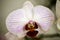 White phalenopsis orchids macro background high quality