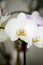 White phalenopsis orchids macro background high quality