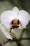 White phalenopsis orchids macro background high quality