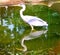 White Phase Great Blue Heron in Pond