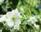 White philadelphus