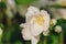 White Philadelphus coronarius flowers close up with water drops in summer