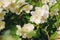 White Philadelphus coronarius flowers close up with water drops in summer