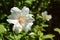 White philadelphus flower against green background