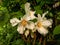 White Philadelphus Flowers in the Garden